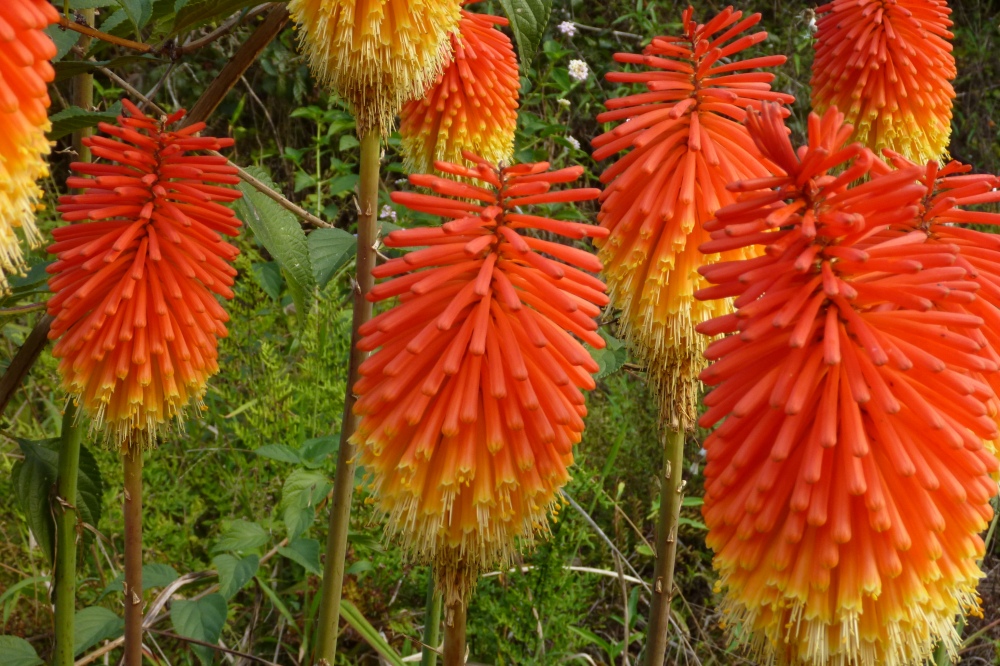 red-hot pokers